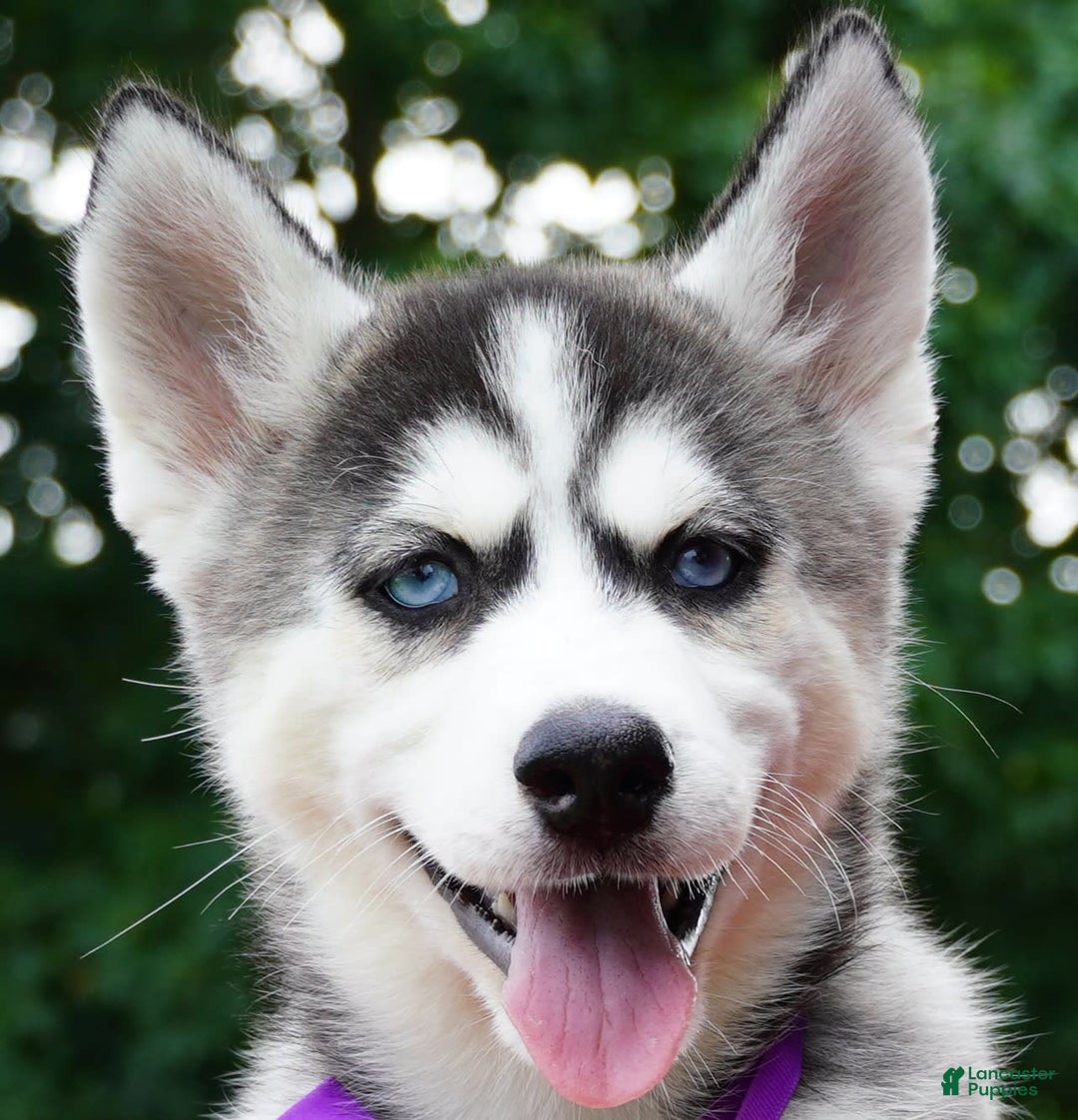 Siberian Husky dogs for sale: Stella - Image 5