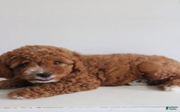 Cavapoo dogs for sale: Sage - Image 5