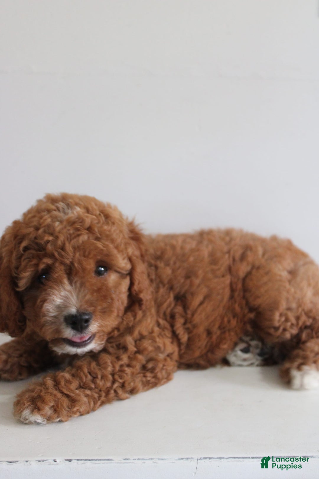 Cavapoo dogs for sale: Sage - Image 5