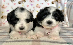 Sheepadoodle dogs for sale: Willow - Image 8
