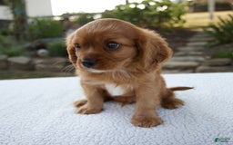 Cavalier King Charles Spaniel dogs for sale: Cruz - Image 10