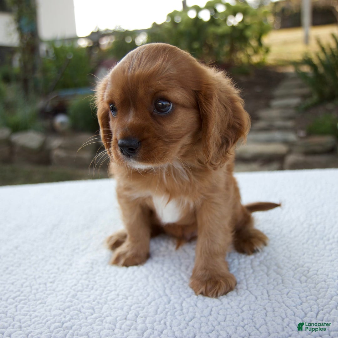 Cavalier King Charles Spaniel dogs for sale: Cruz - Image 10