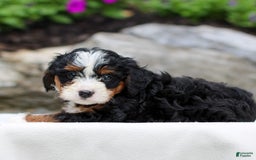 Mini Bernedoodle dogs for sale: Mindy - Image 3