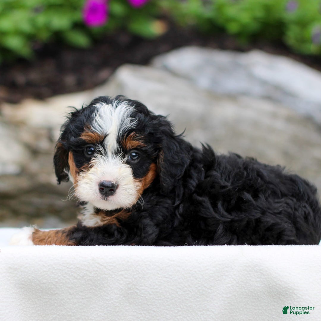 Mini Bernedoodle dogs for sale: Mindy - Image 3