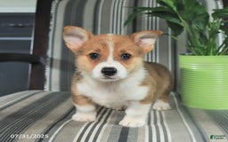 Welsh Corgi Pembroke dogs for sale: Tucker - Image 5