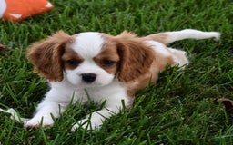 Cavalier King Charles Spaniel dogs for sale: Buster - Image 7