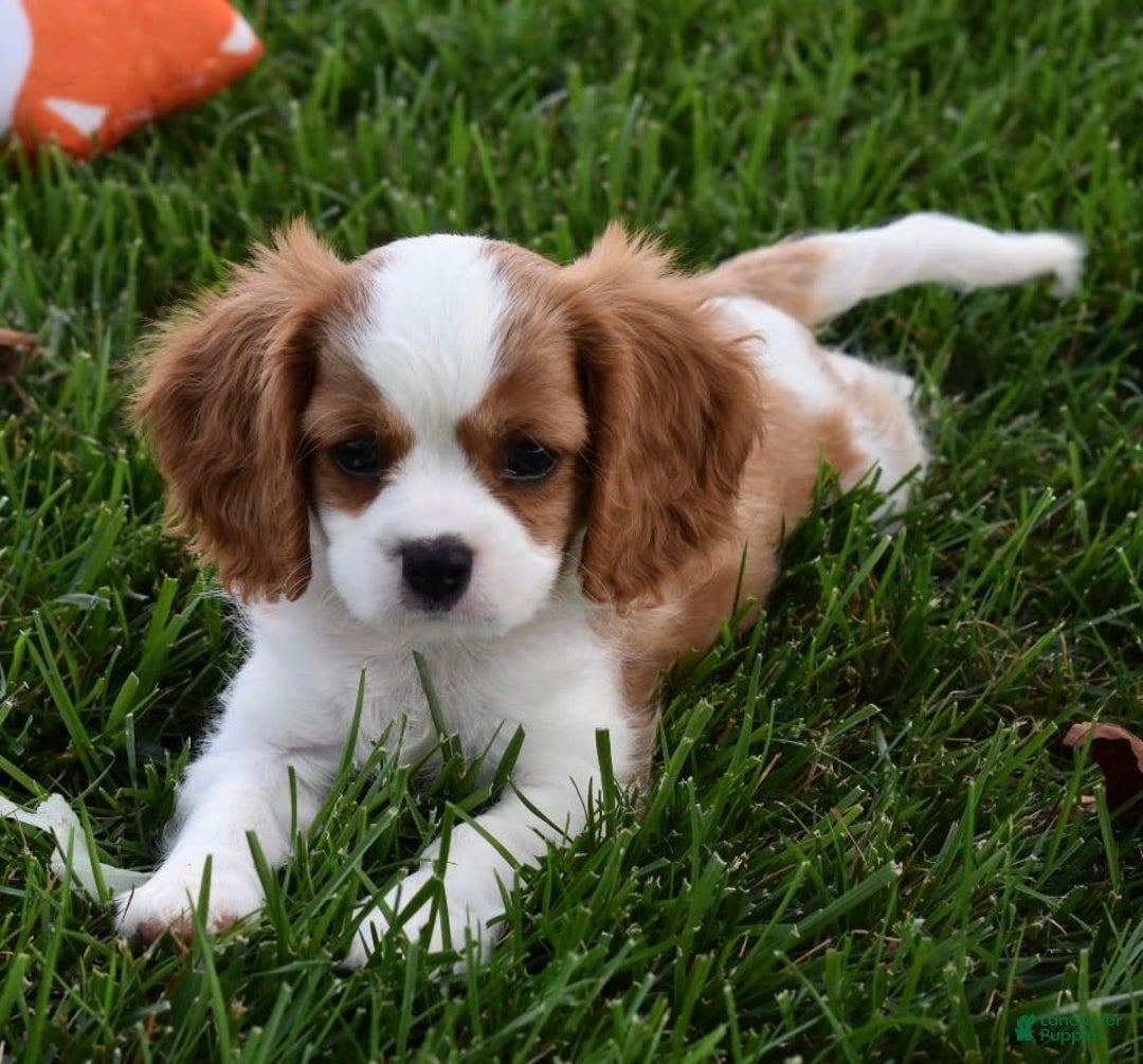 Cavalier King Charles Spaniel dogs for sale: Buster - Image 7