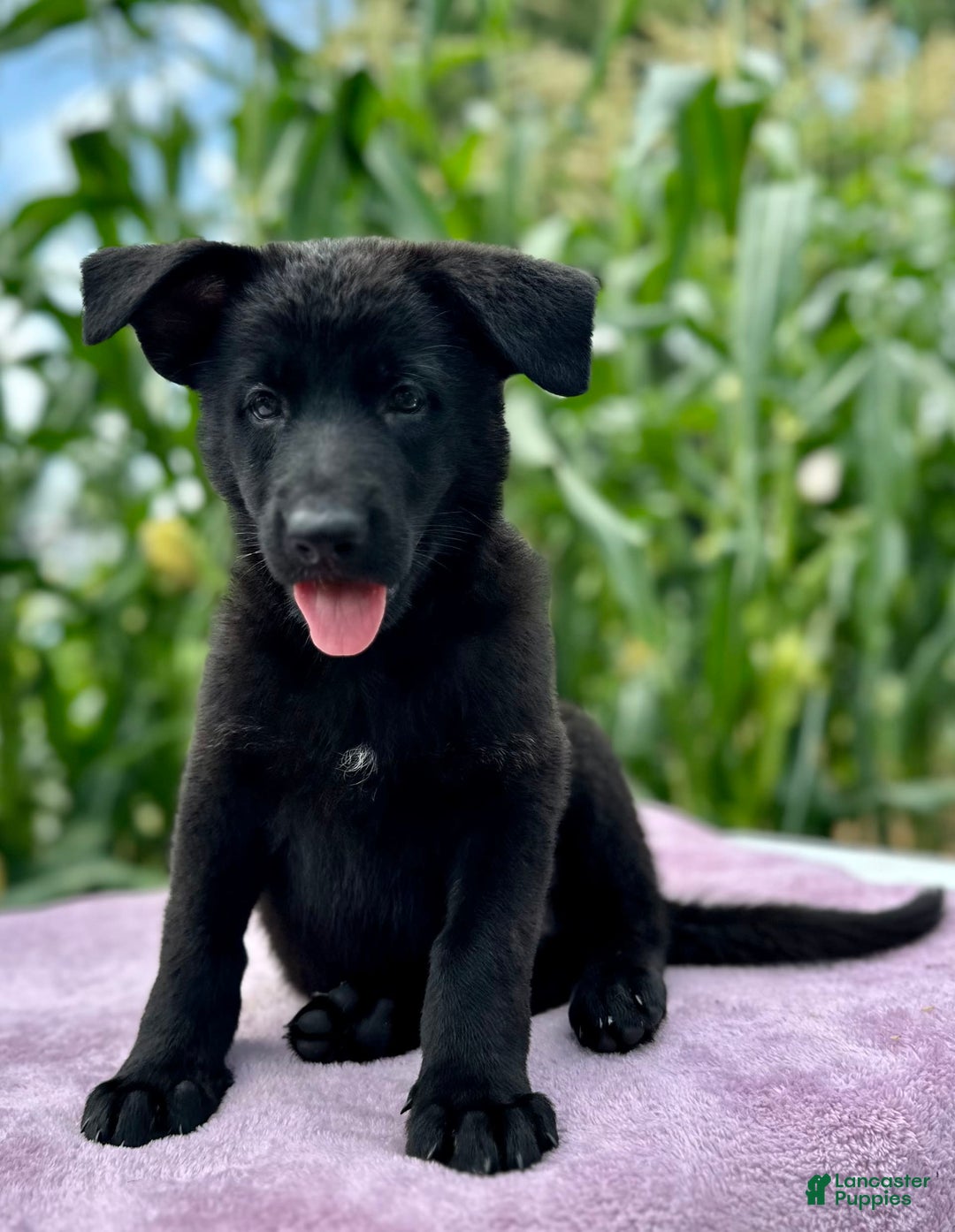 German Shepherd dogs for sale: Ember - Image 3