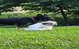 Great Pyrenees dogs for sale: Black - Image 9