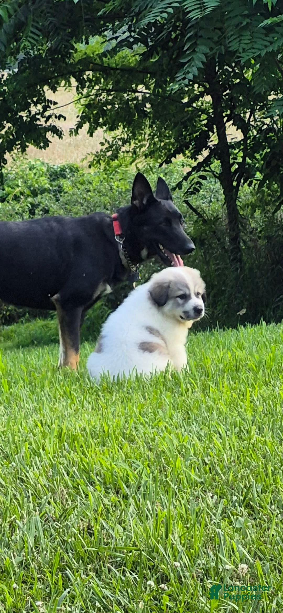 Great Pyrenees dogs for sale: Black - Image 9