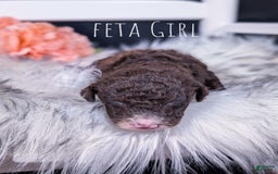 Mini Bernedoodle dogs for sale: Feta - Image 3