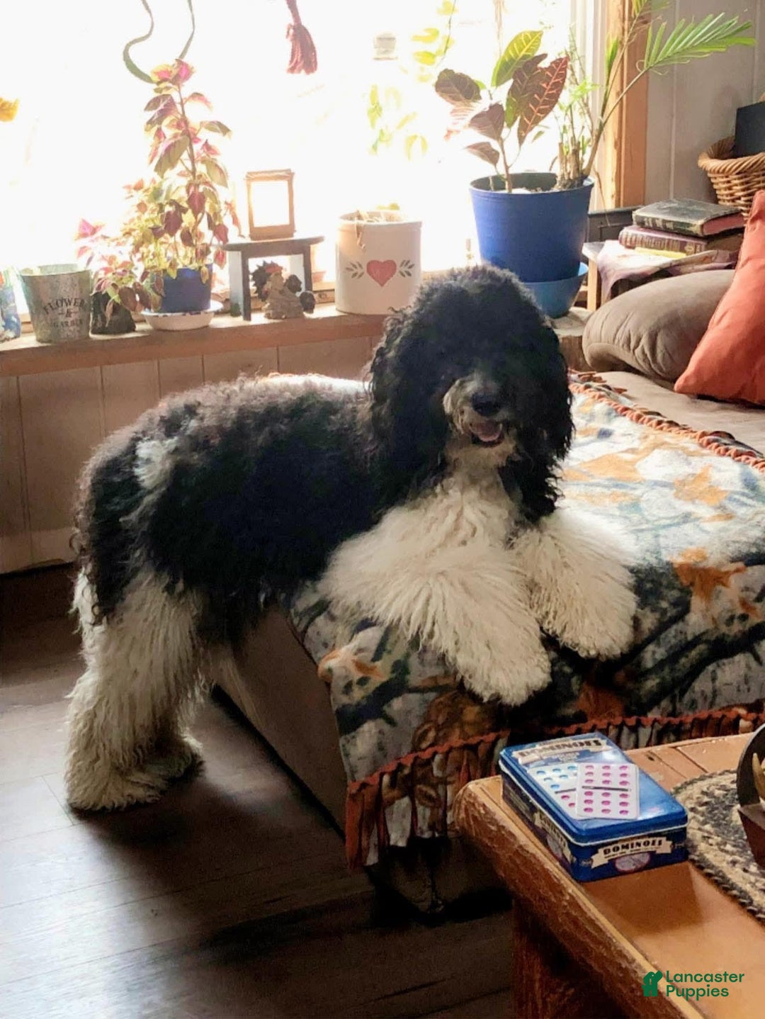 Goldendoodle dogs for sale: Willow - Image 5