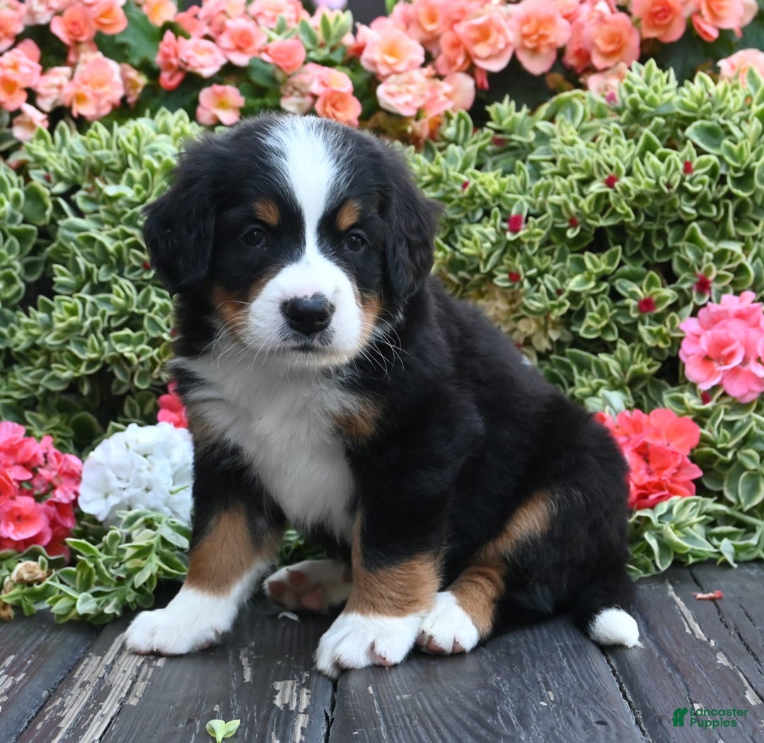 Bernese Mountain Dog dogs for sale: Iggy - Image 3