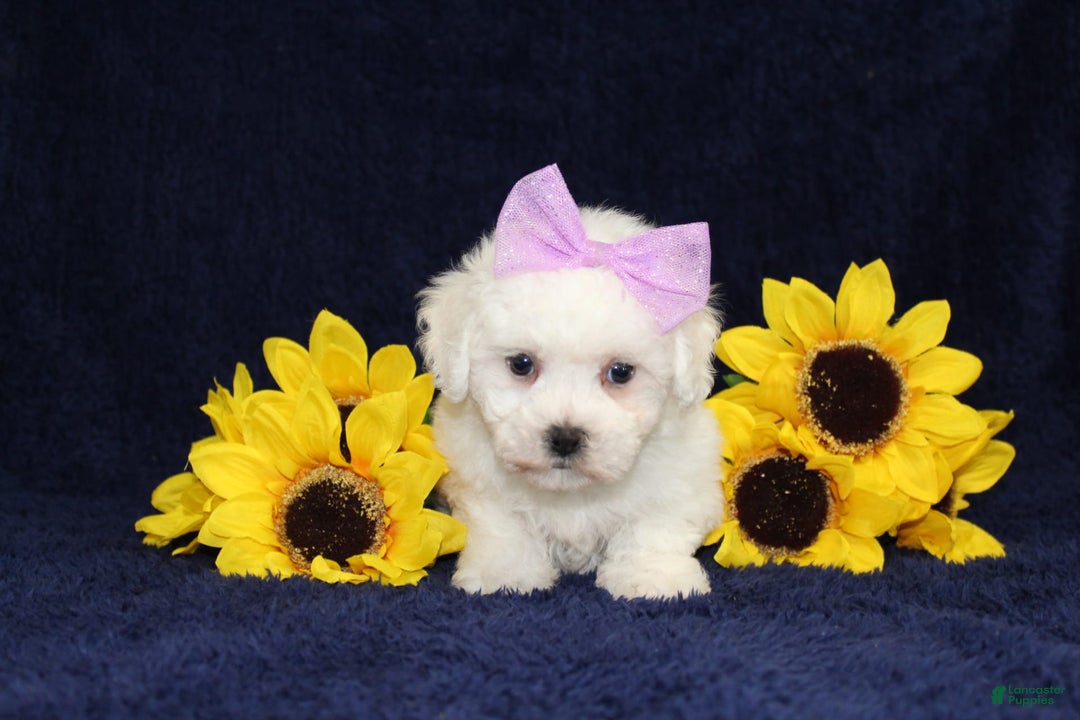 Bichon Frise dogs for sale: Unicorn - Image 10