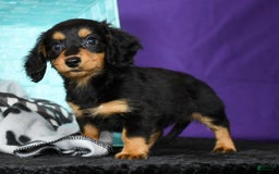 Miniature Dachshund dogs for sale: Delilah - Image 8