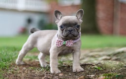 Frenchton dogs for sale: Nancy - Image 3