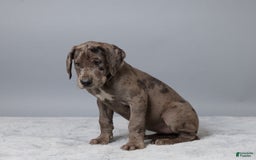 Great Dane dogs for sale: Avery - Image 4