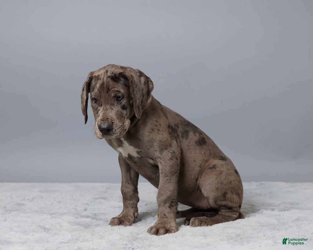 Great Dane dogs for sale: Avery - Image 4