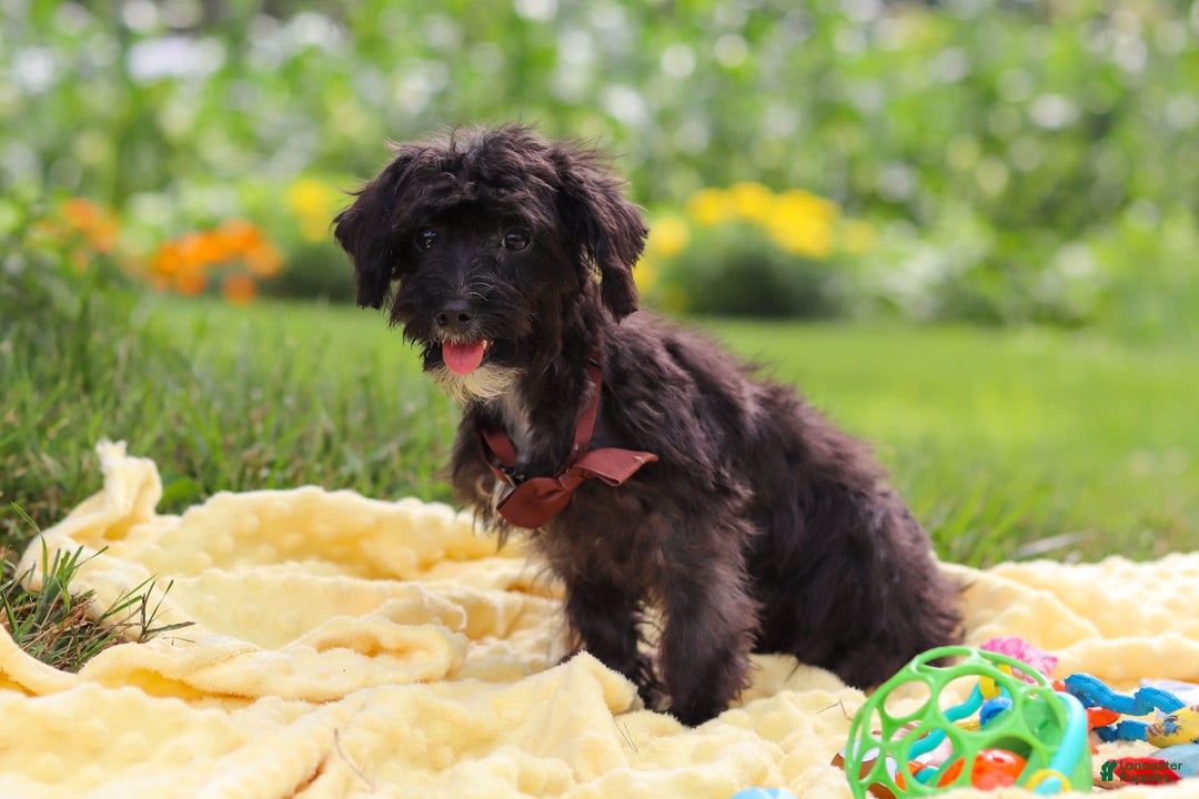 Yorkiepoo dogs for sale: Moses - Image 16