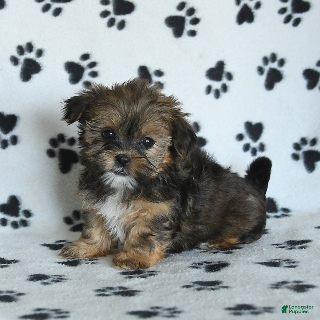 Shorkie dogs for sale: Hudson - Image 3