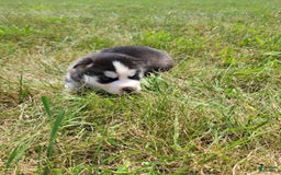 Siberian Husky dogs for sale: Luna - Image 2