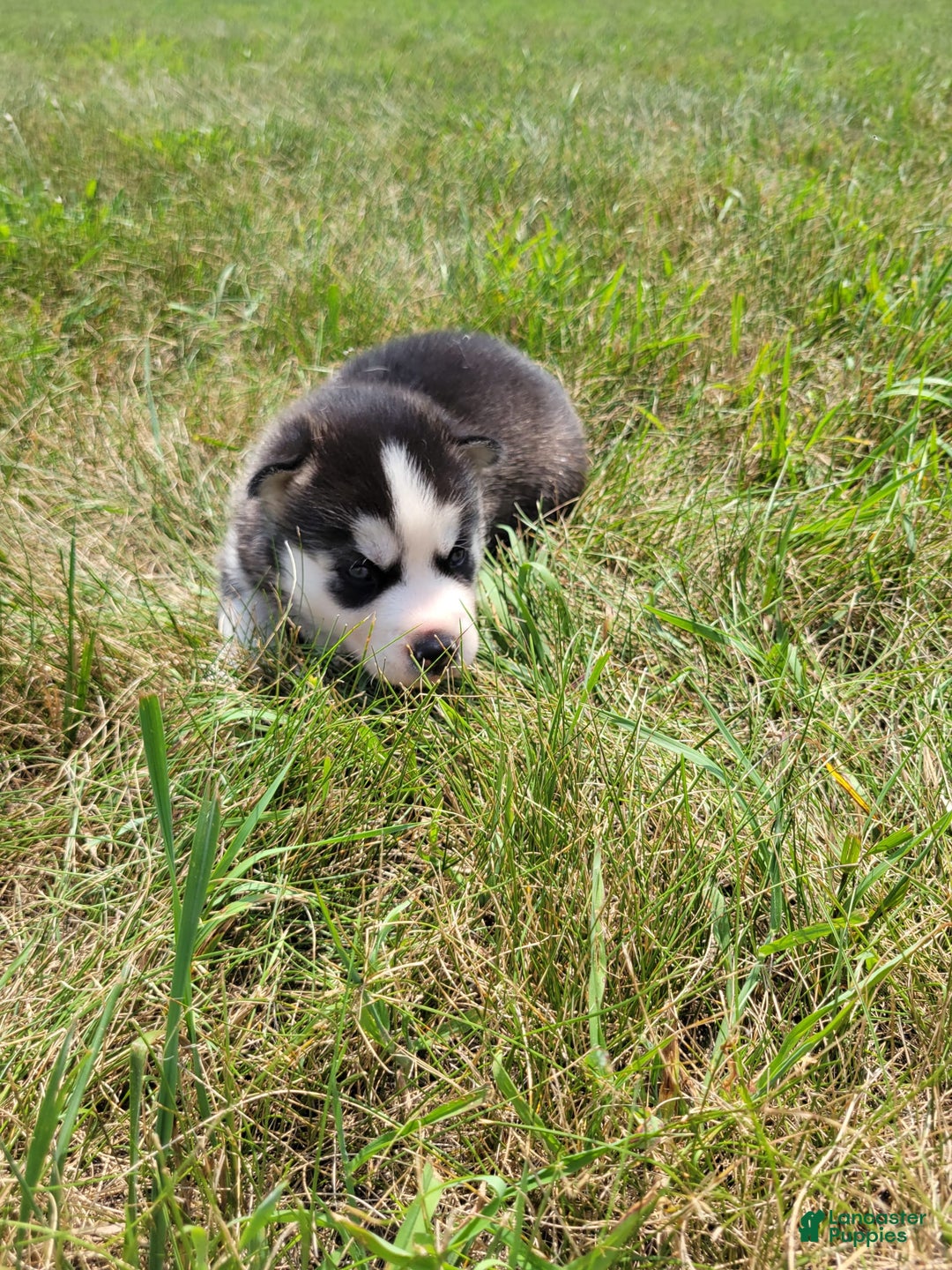 Siberian Husky dogs for sale: Luna - Image 2