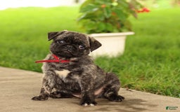 Pug dogs for sale: Freckles - Image 1