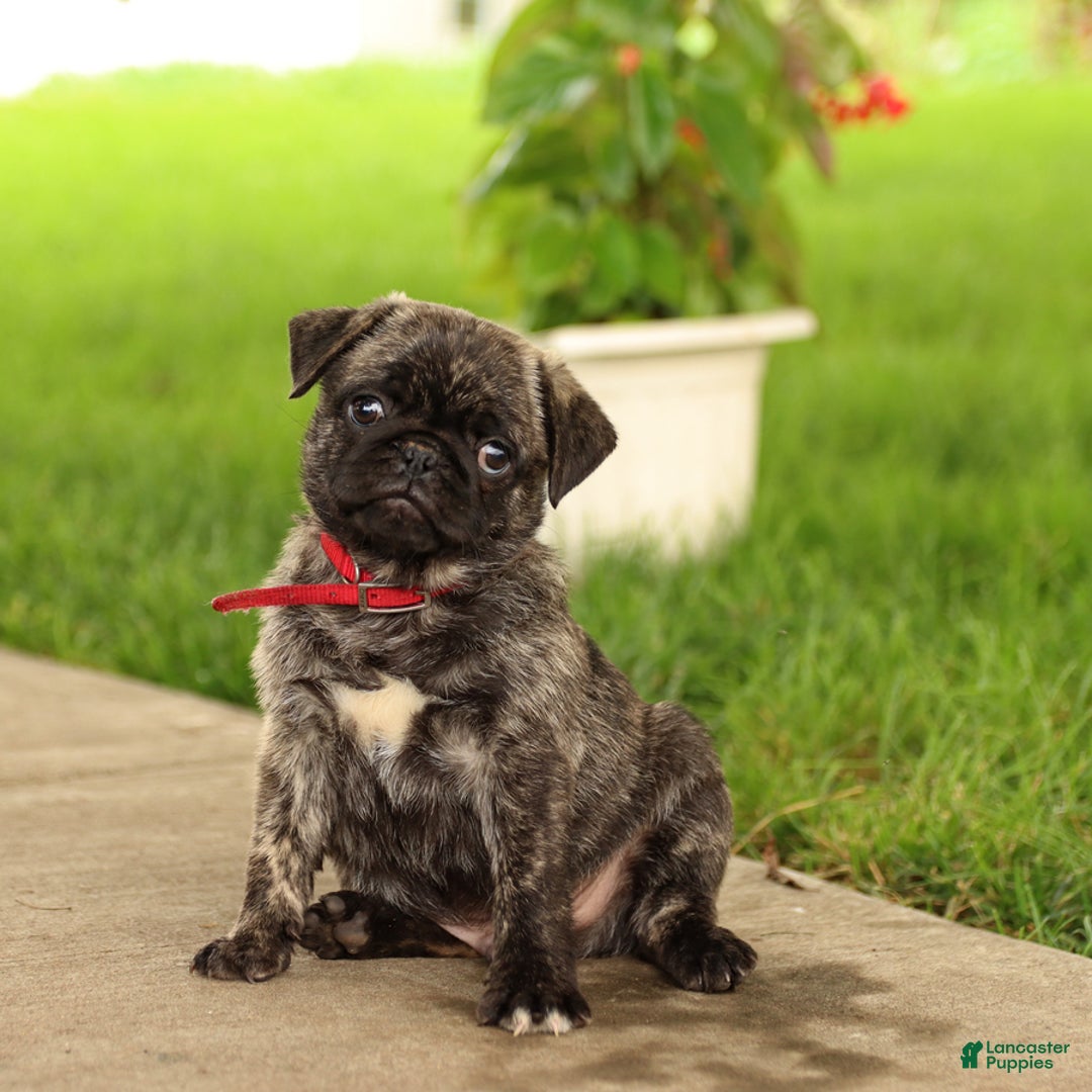 Pug dogs for sale: Freckles - Image 1