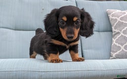 Miniature Dachshund dogs for sale: Miniature Dachshund 3 puppies - Image 15