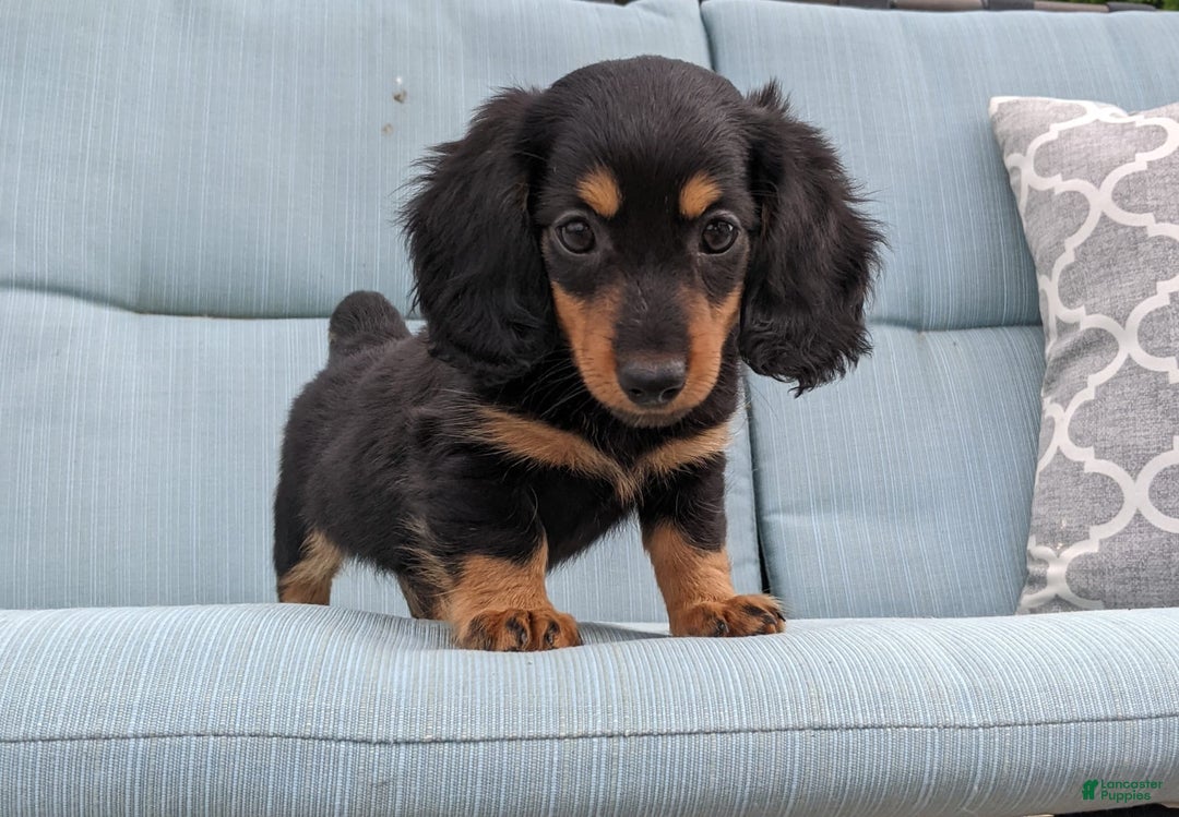Miniature Dachshund dogs for sale: Miniature Dachshund 3 puppies - Image 15