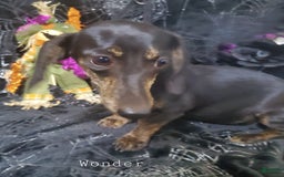 Miniature Dachshund dogs for sale: Brenda - Image 7
