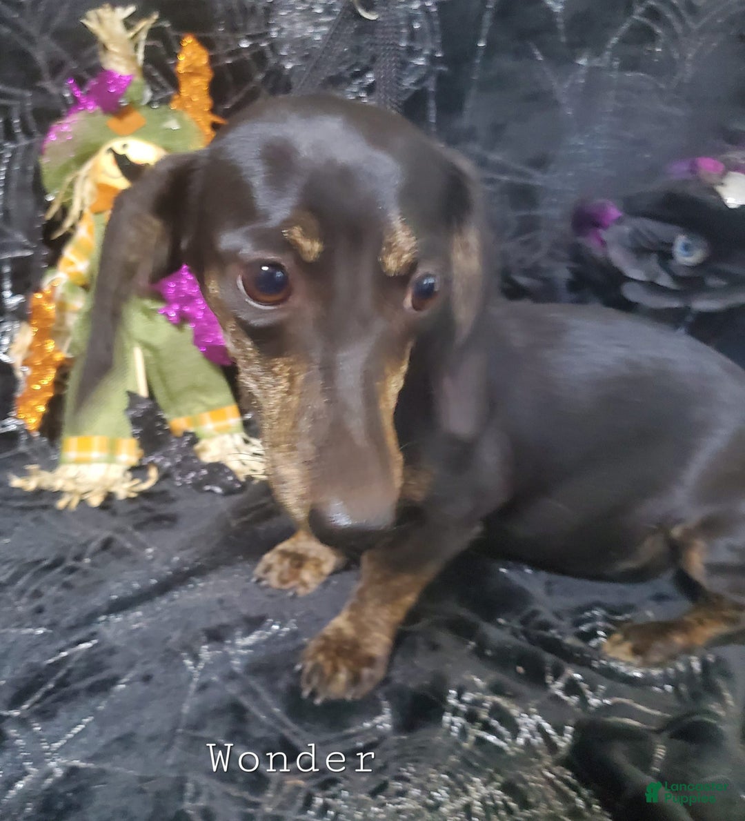 Miniature Dachshund dogs for sale: Brenda - Image 7