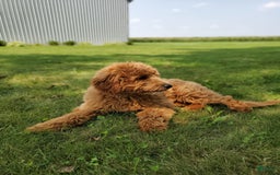 Mini Goldendoodle dogs for sale: Milo F1b - Image 43