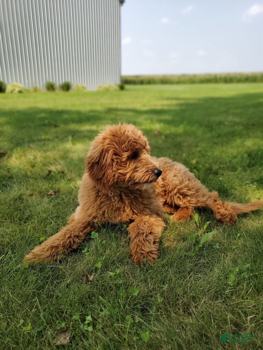Mini Goldendoodle dogs for sale: Milo F1b - Image 43