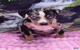 Catahoula Leopard Dog dogs for sale: Luna 2025 Female 3 - Image 8