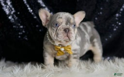 French Bulldog dogs for sale: Mr. Wrinkles - Image 4