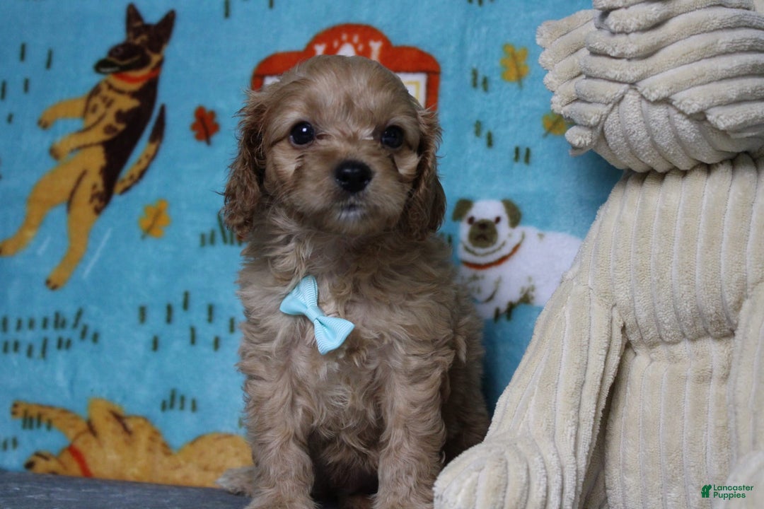 Cavapoo dogs for sale: Phoenix - Image 46