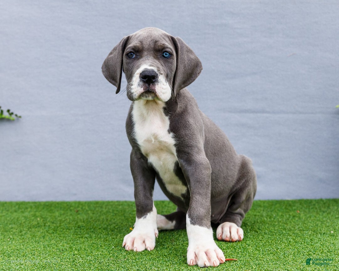 Great Dane dogs for sale: Karen - Image 10