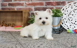 West Highland Terrier dogs for sale: Dove - Image 1
