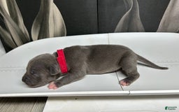 American Bully dogs for sale: Lady Bug - Image 14