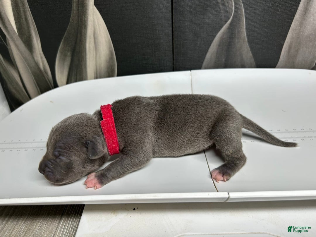 American Bully dogs for sale: Lady Bug - Image 14