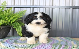Mini Bernedoodle dogs for sale: Ace - Image 4