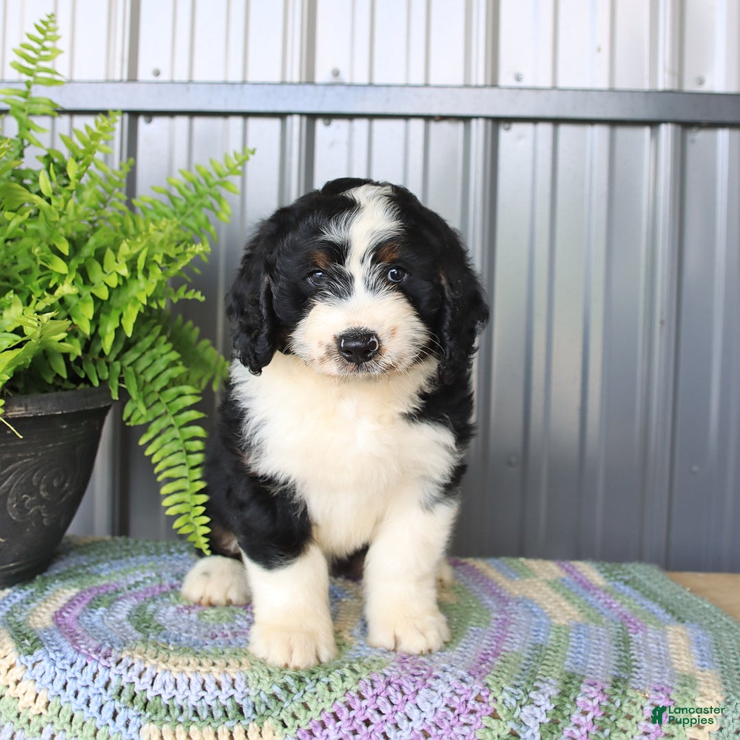 Mini Bernedoodle dogs for sale: Ace - Image 4