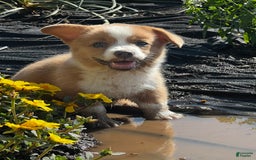 Welsh Corgi Pembroke dogs for sale: Female 1 - Image 1