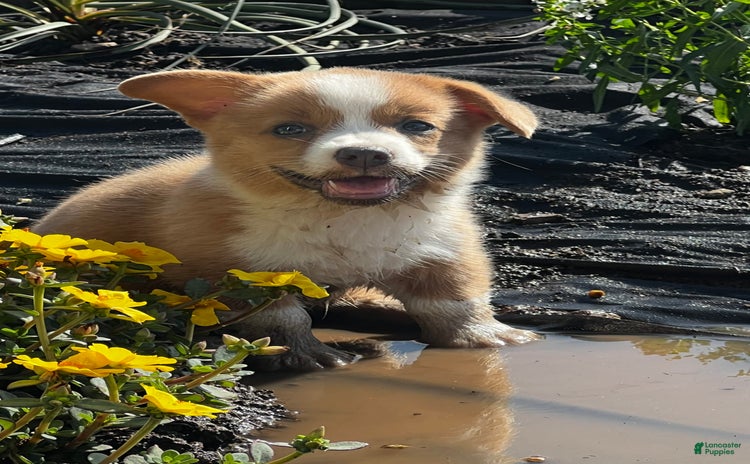 Welsh Corgi Pembroke dogs for sale - Ad 1