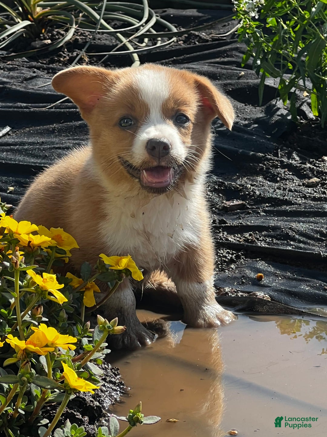 Welsh Corgi Pembroke dogs for sale: Female 1 - Image 1