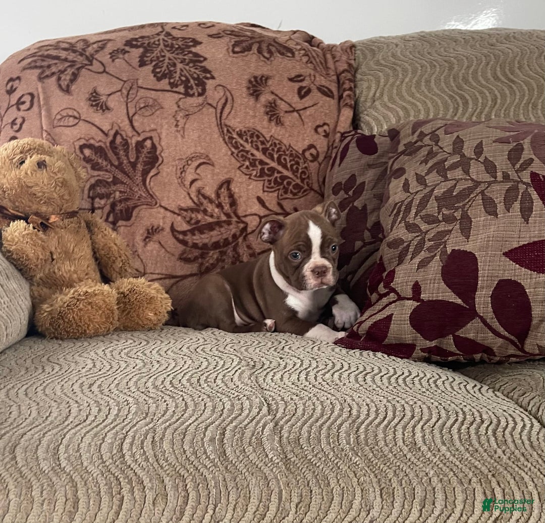 Boston Terrier dogs for sale: Howey - Image 1