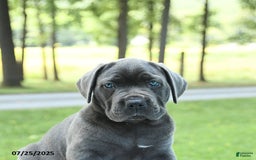Cane Corso dogs for sale: Savannah - Image 4