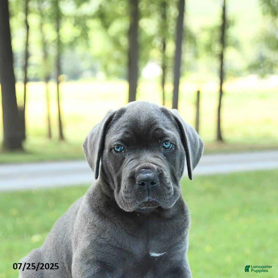 Cane Corso dogs for sale: Savannah - Image 4