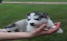 Alaskan Malamute dogs for sale: Chief - Image 3